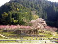 又兵衛桜